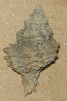 coralliophila